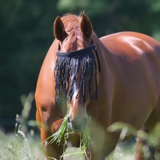 Frontal anti-mouche cheval avec têtière - Waldhausen - WALDHAUSEN - Frontaux anti-mouches - Equestra